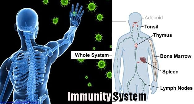 Immunity System in Old age – बुज़ुर्गों में रोग प्रतिरक्षा तंत्र